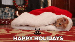 Christmas Cat Hiding In Christmas Hat GIF