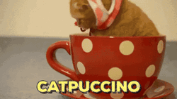 Christmas Cat In Cappuccino GIF