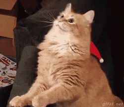 Christmas Cat Santa Hat GIF