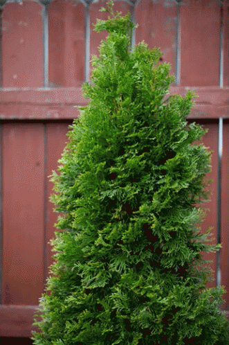 Christmas Decorating GIF