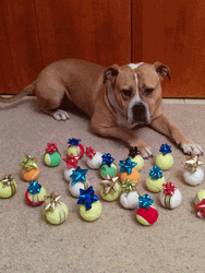 Christmas Dog And Christmas Balls GIF