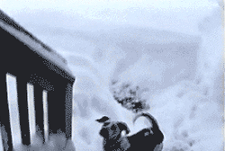Christmas Dog Playing In The Snow GIF