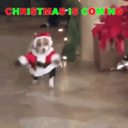 Christmas Dog Running Christmas Is Coming GIF