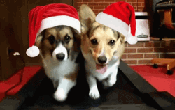 Christmas Dogs Santa Hat Treadmill GIF