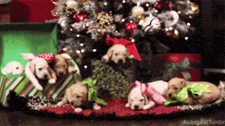 Christmas Dogs Under Christmas Tree GIF