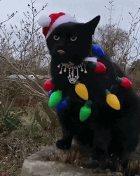 Christmas Lights Around A Cat GIF