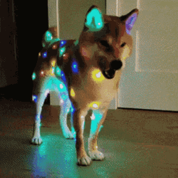 Christmas Lights Cute Dog