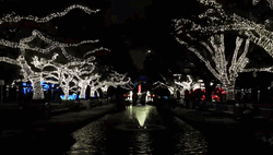Christmas Lights Houston Zoo GIF