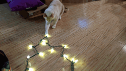 Christmas Lights Playful Cat
