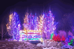 Christmas Lights Purple Winter
