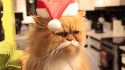 Christmas Santa Grumpy Cat