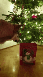 Christmas Tree Gift Dog Fail