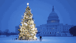 Christmas Tree Snow Us Capitol