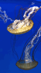 Chrysaora Fuscescens Jellyfish GIF