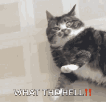 Chubby Angry Cat Memes What The Hell GIF