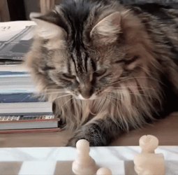 Chubby Cat Claiming Chess Piece GIF