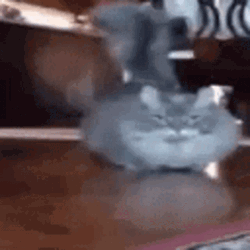 Chubby Cat Running GIF