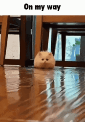Chubby Cat Running GIF