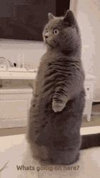 Chubby Cat What Is Going On GIF