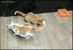 Chubby Cats Eating Prank GIF