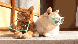 Chubby Cats Heart Sunglasses  GIF