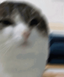 Chubby Cute Beluga Cat GIF