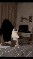 Chubby Cute Cat Soft Paws GIF