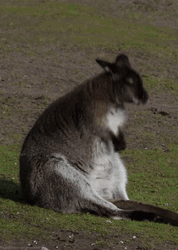 Chubby Kangaroo Bounce GIF