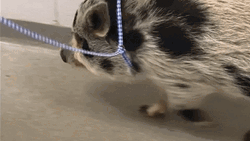 Chubby Pig Walking Fast With Rope In Neck GIF