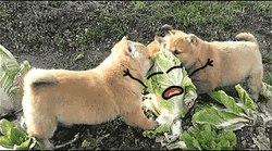 Chubby Puppies Eating Cabbage GIF