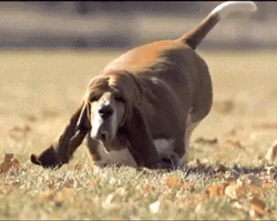 Chunky Beagle Dog