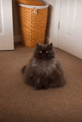 Chunky But Grumpy Kitty GIF