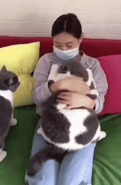 Chunky Cat Getting Cuddles GIF
