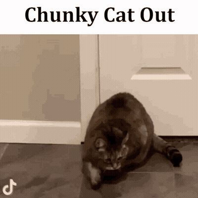 Chunky Cat Laying In Front Of Door Saying Chunky Cat Out GIF