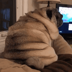 Chunky Doggy On The Couch GIF