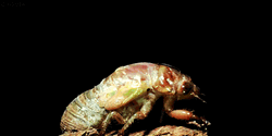 Cicada Timelapse GIF