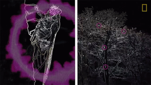 Cicadas As Loud As Rock Concert GIF