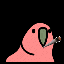 Cigarette In Its Mouth Party Parrot