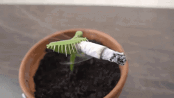 Cigarette Inserted On A Venus Fly Trap GIF
