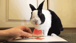 Cinemagraph Rabbit Watermelon GIF