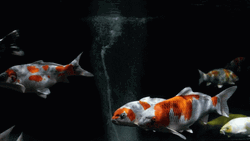 Cinematic Kio Fish Swimming GIF