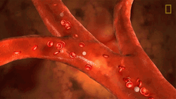 Circulatory System Delivering Oxygen And Nutrients GIF
