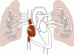 Circulatory System In Pumping Blood And Nutrients GIF