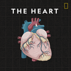 Circulatory System The Heart GIF