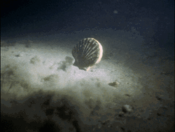 Clam Clap Swimming GIF