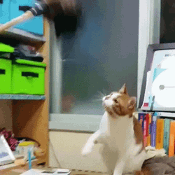 Clap Cat Play GIF