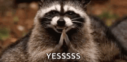 Clapping Raccoon Yess GIF