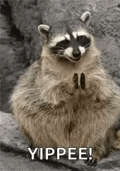 Clapping Racoon Yippee Meme GIF