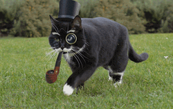 Classy Cat Walking Top Hat GIF