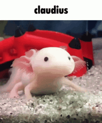 Claudius Delayed Chomp Axolotl Meme GIF